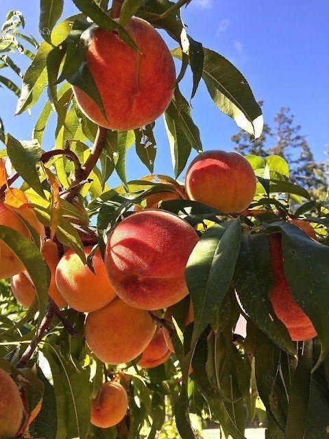 Root Delight Harvest Box
